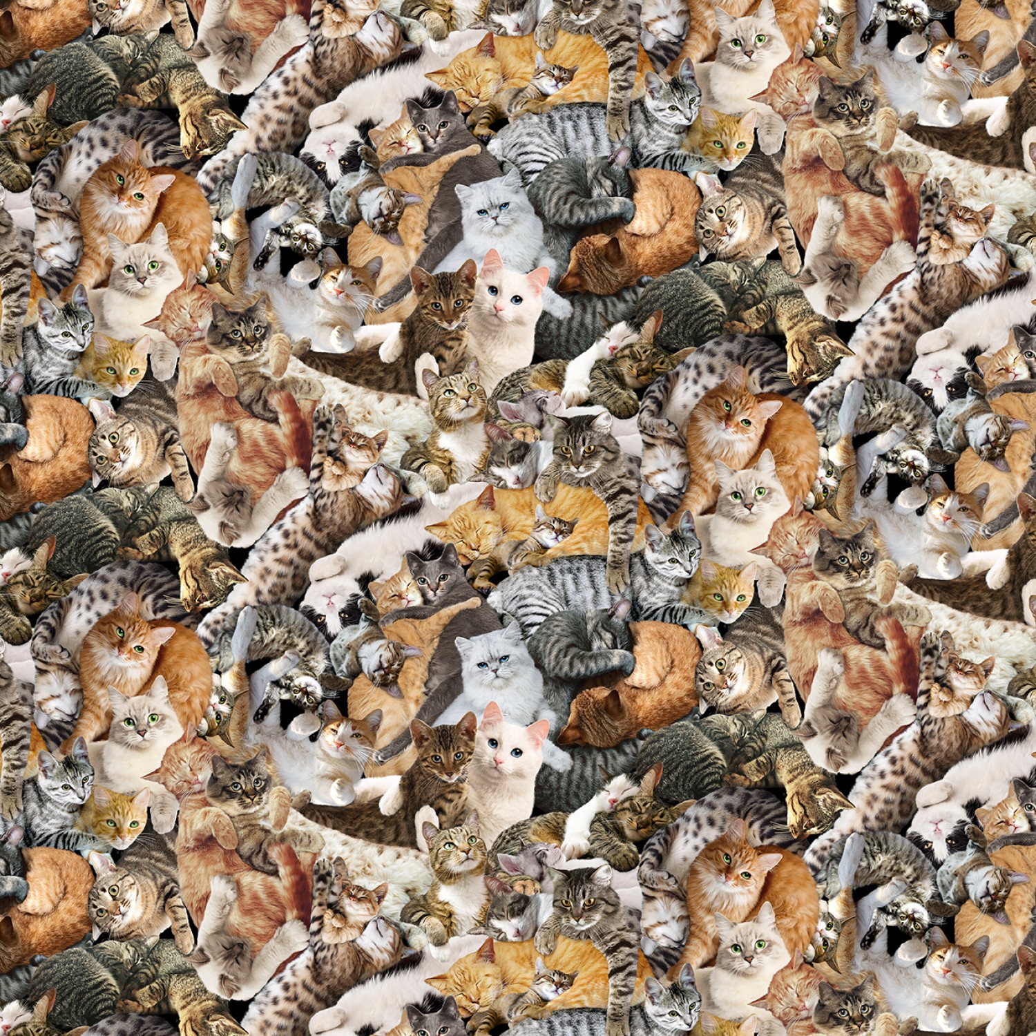 Multi Cuddling Cats